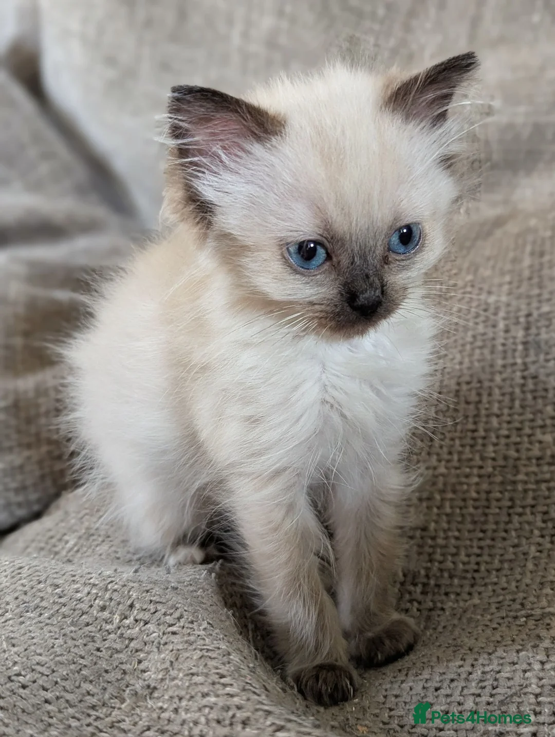 Ragdoll cats for sale: Individually gorgeous ragdoll babies 💖💖💖 - Advert 33
