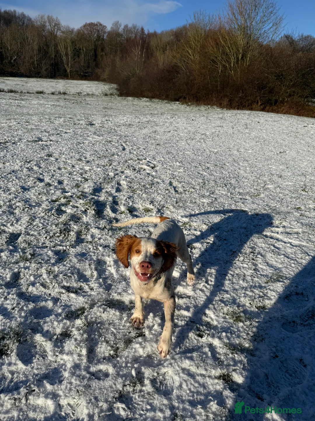 Cocker Spaniel dogs for sale: 7 month old working cocker spaniel  - Advert 2