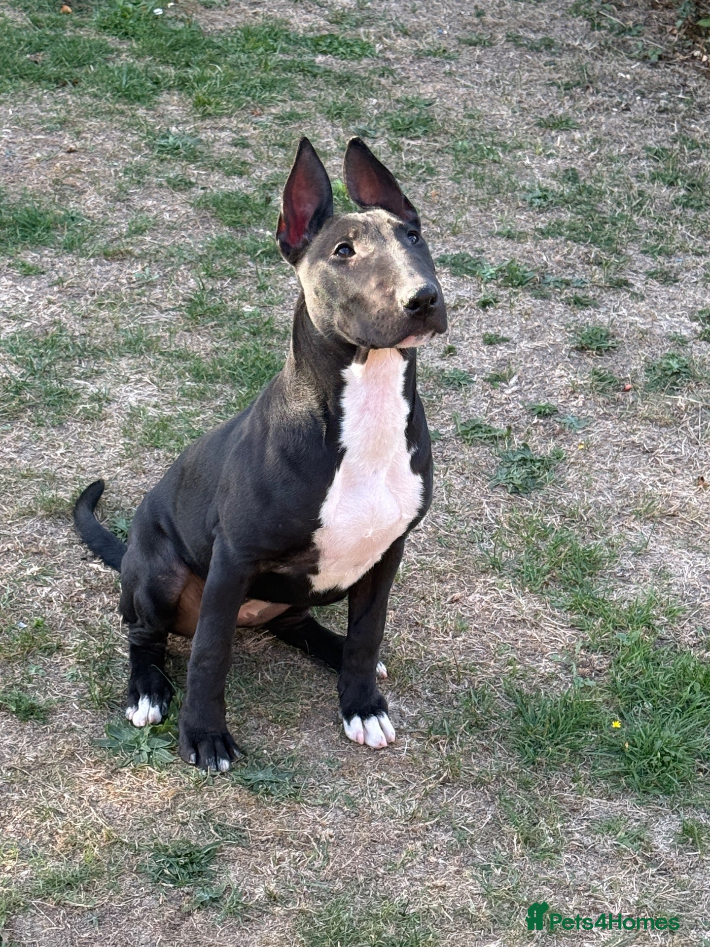 English Bull Terrier dogs Black Female English Bullterrier  - Advert 5