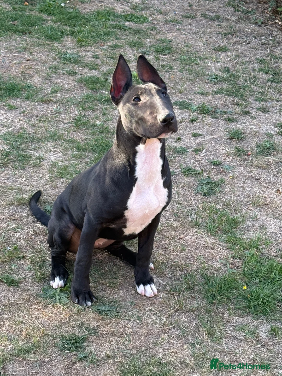 English Bull Terrier dogs for sale: Black Female English Bullterrier  in Luton - Advert 1