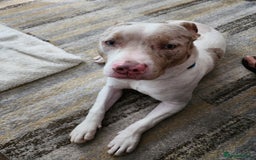 Staffordshire Bull Terrier dogs for sale: Gorgeous boy - Image 1