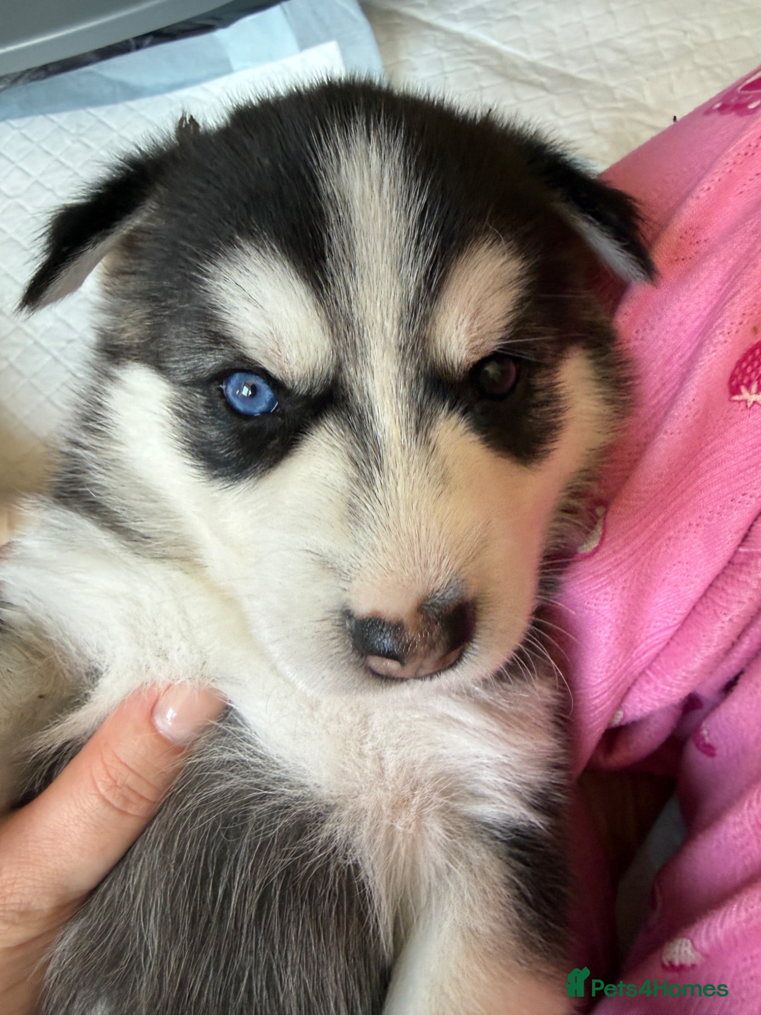 Mixed Breed dogs Beautiful husky cross puppies  - Advert 1