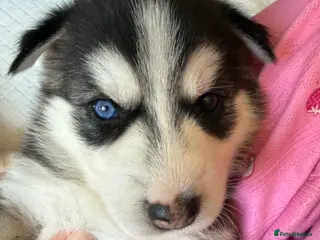 Mixed Breed dogs Beautiful husky cross puppies - Advert 1