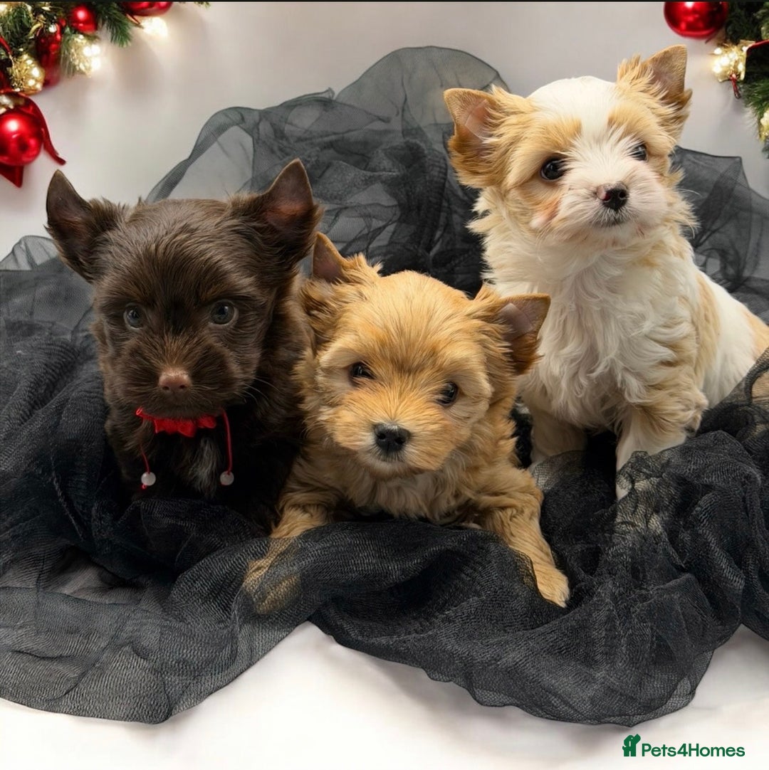 Yorkshire Terrier dogs for sale:  Ready to go Pedigree Puppies Yorkshire Terriers - Advert 12