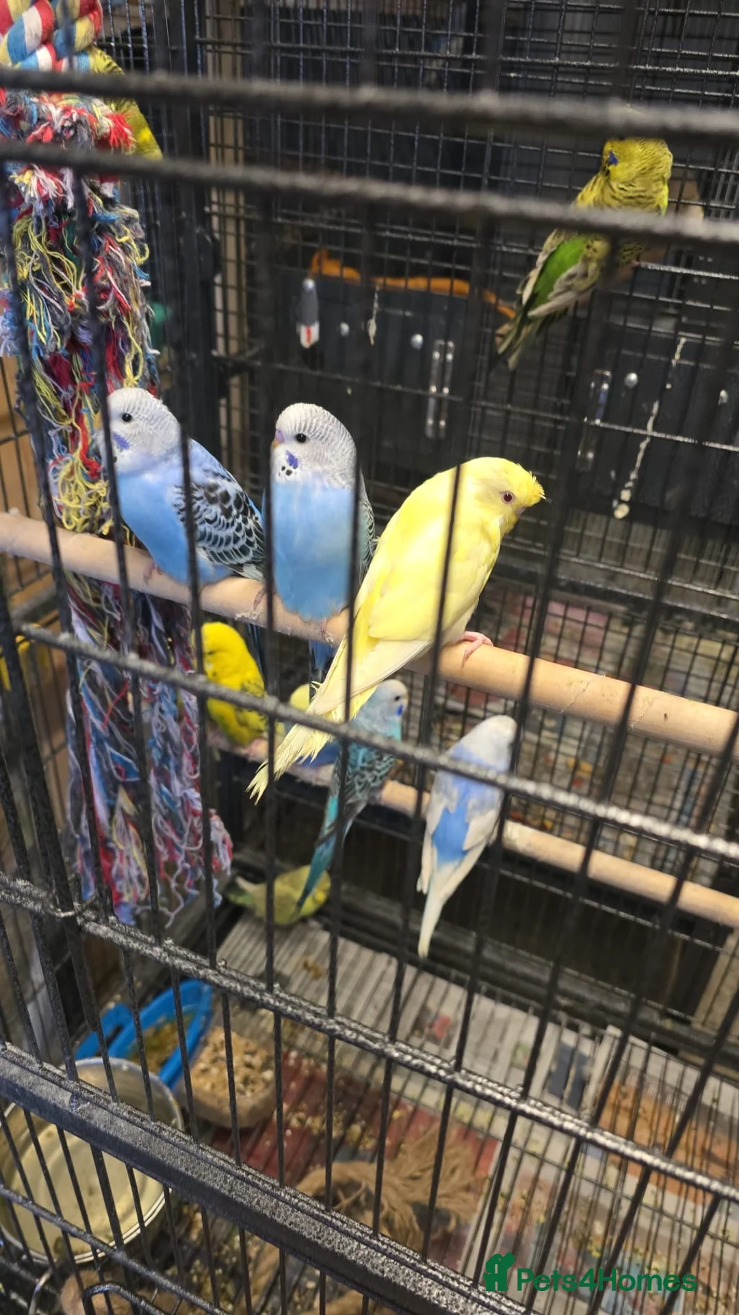 Budgerigars birds for sale: Budgies  - Advert 2