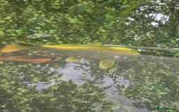 Koi Carp fish for sale: Various large carp available - Pond Closure  - Image 13