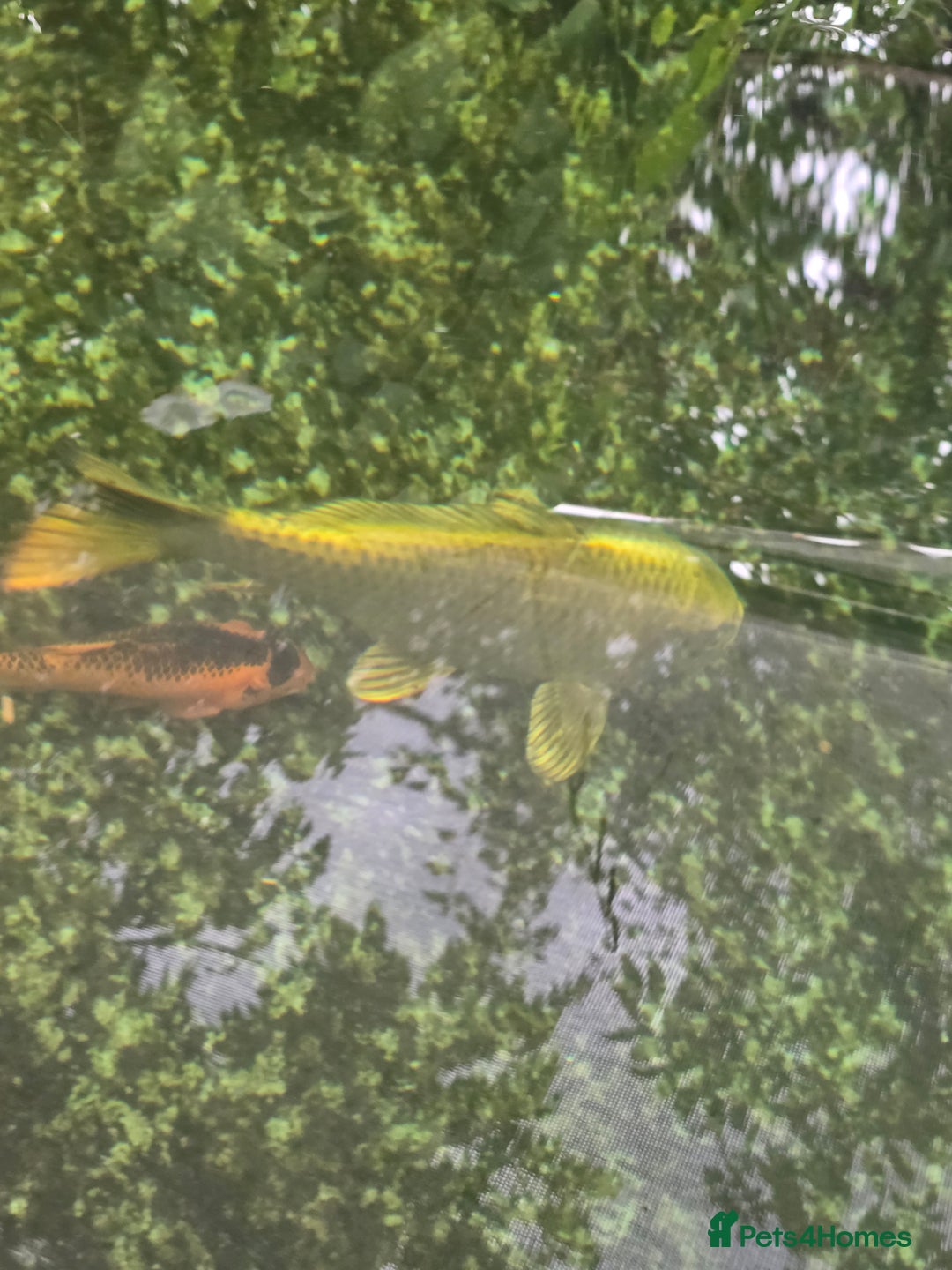 Koi Carp fish for sale: Various large carp available - Pond Closure  - Image 13