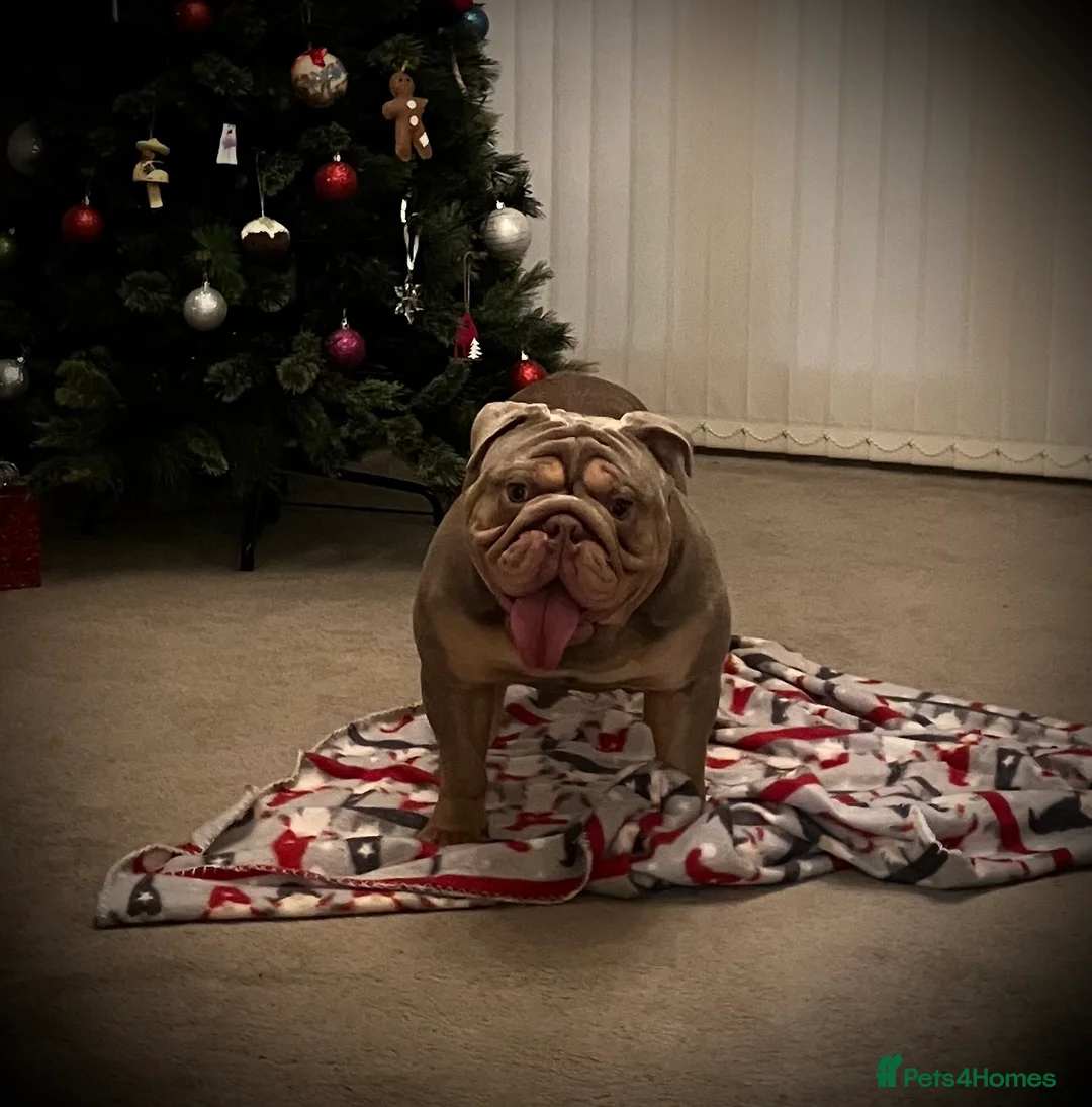 English Bulldog dogs for stud: ⭐️Proven English Bulldog available for stud⭐️ in Solihull - Advert 15