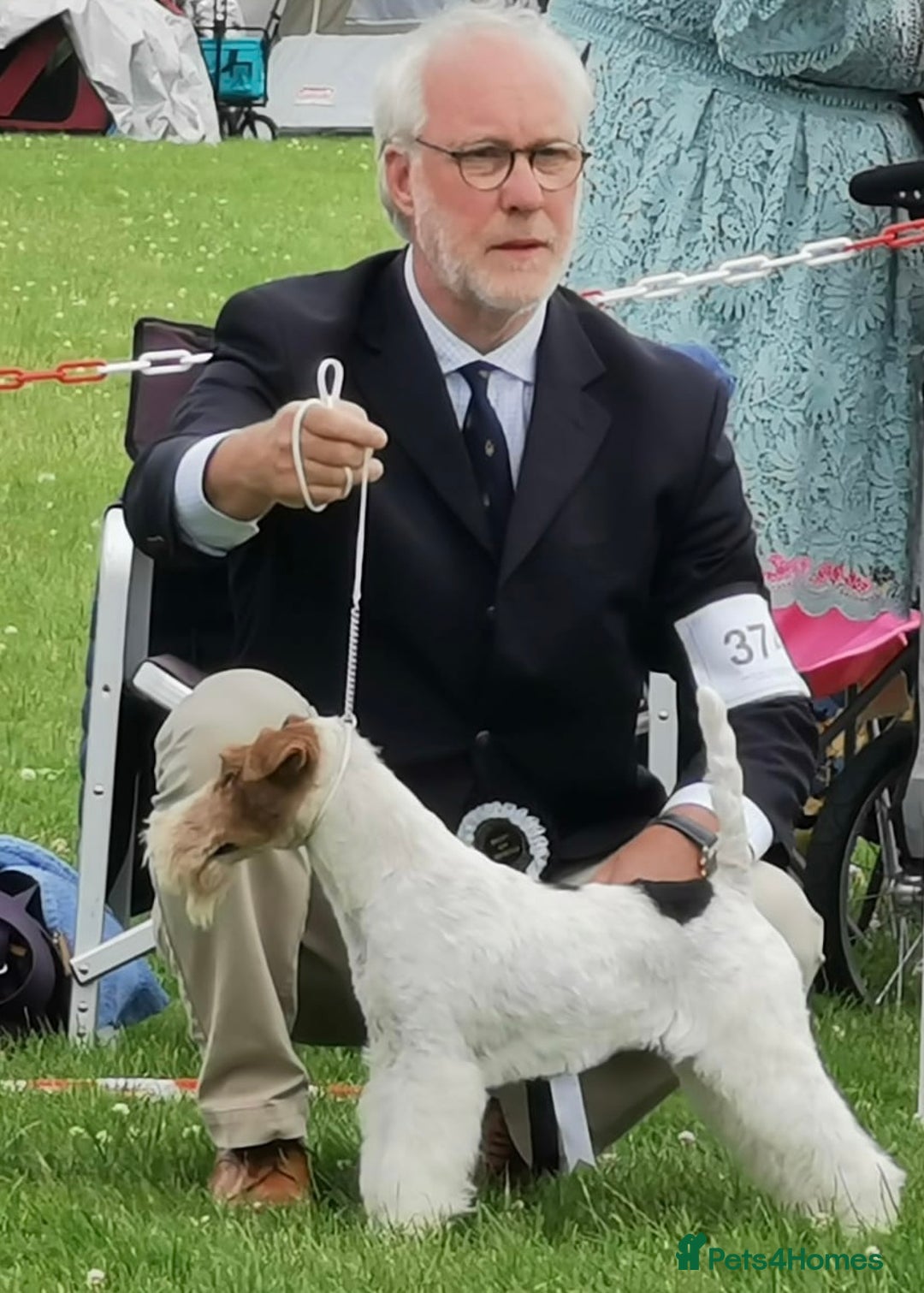 Fox Terrier dogs for sale: Beautiful Stunning Wire Fox Terrier Bitch Puppy  - Advert 1