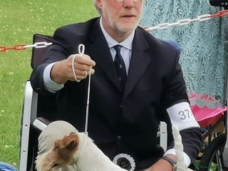 Fox Terrier dogs Beautiful Stunning Wire Fox Terrier Bitch Puppy - Advert 1