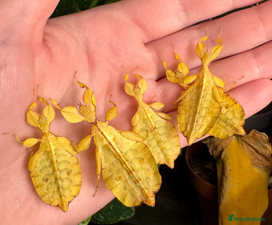 Stick Insects invertebrates for sale: Phyllium letiranti nymphs (leaf / stick insects) - Advert 2