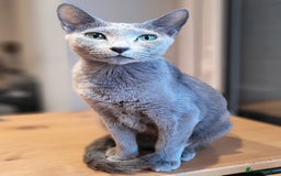 Russian Blue cats for sale: Pure Russian Blue kittens for sale  - Image 2