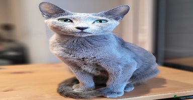 Russian Blue cats - Advert 2
