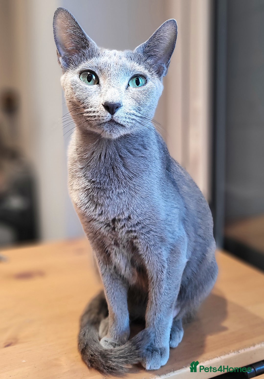 Russian Blue cats for sale: Pure Russian Blue kittens for sale  - Image 2