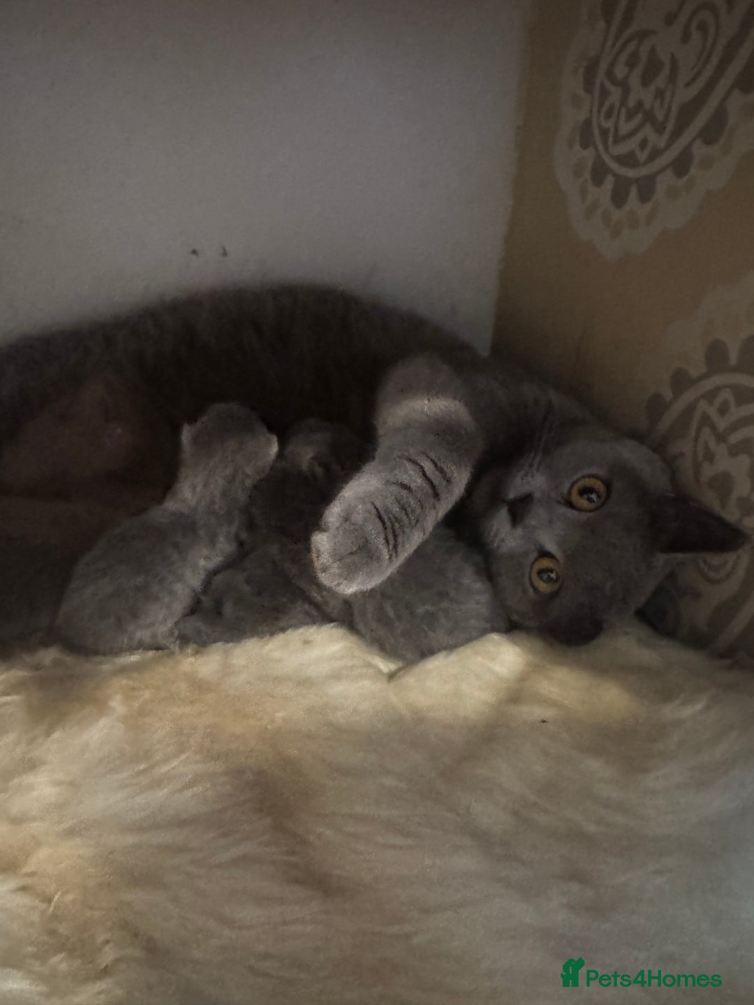 British Shorthair cats for sale: 🐾 British Shorthair Kittens 🐾 - Image 4