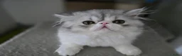 Persian cats for sale: Persian Kittens Bi-Color - Punch Face - GCCF - Advert 28