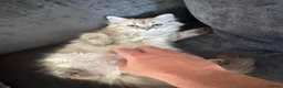 Ragdoll cats for sale: Exceptional Seal Tabby Mink Cherubim Boys - Advert 6