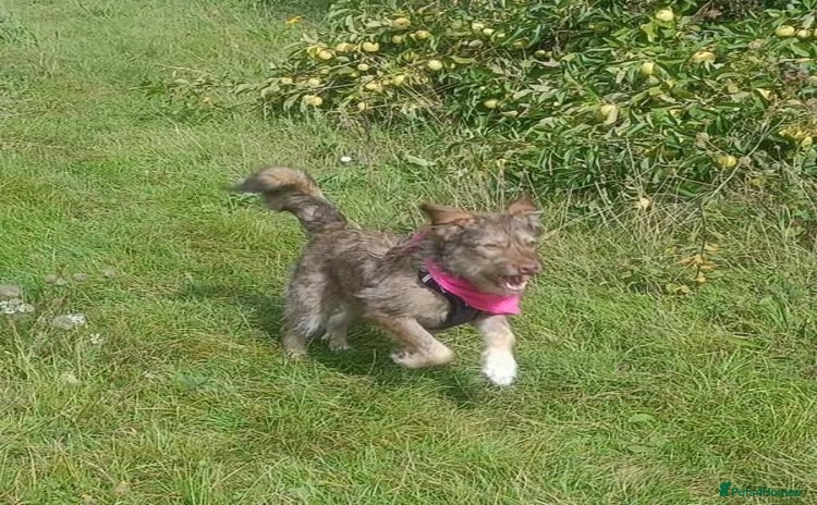 Mixed Breed dogs - Advert 2