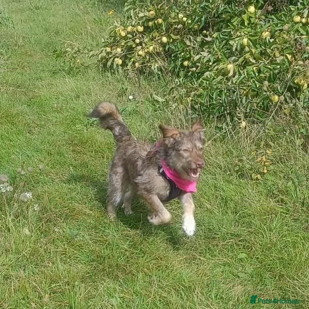 Mixed Breed dogs for adoption: Beautiful Boo - Image 1
