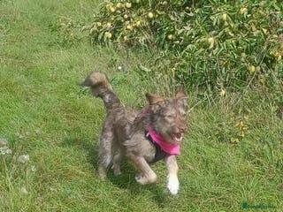 Mixed Breed dogs Beautiful Boo - Advert 1