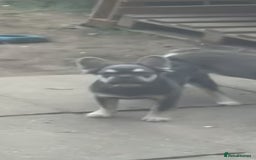 French Bulldog dogs for sale: Full fluffy French bulldogs lovely temperament  in Ruislip - Image 3