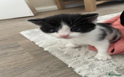 Domestic Shorthair cats for sale: Four kittens, 4 weeks old - Image 7