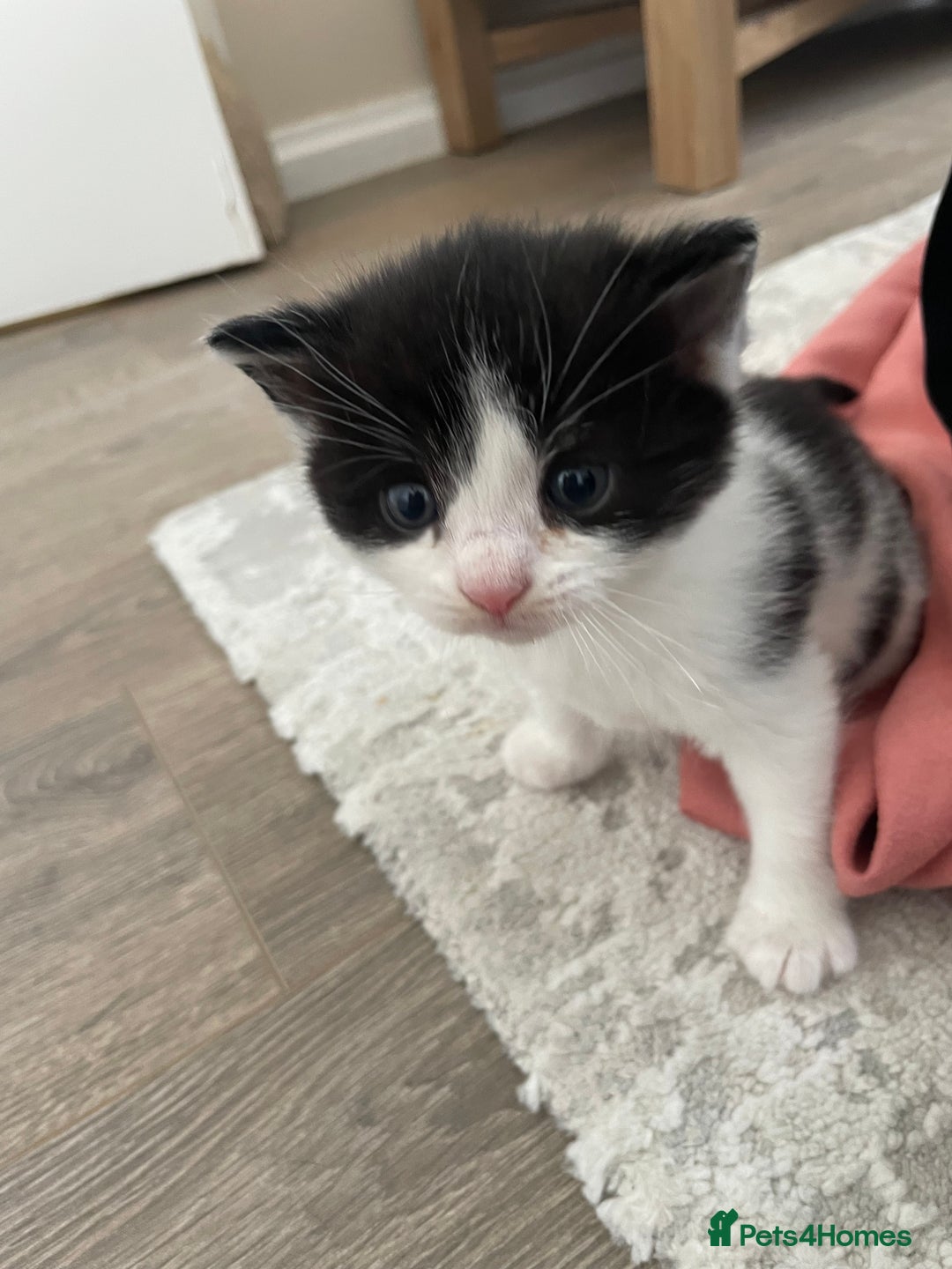 Domestic Shorthair cats for sale: Four kittens, 4 weeks old - Image 7