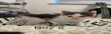 Boy 2