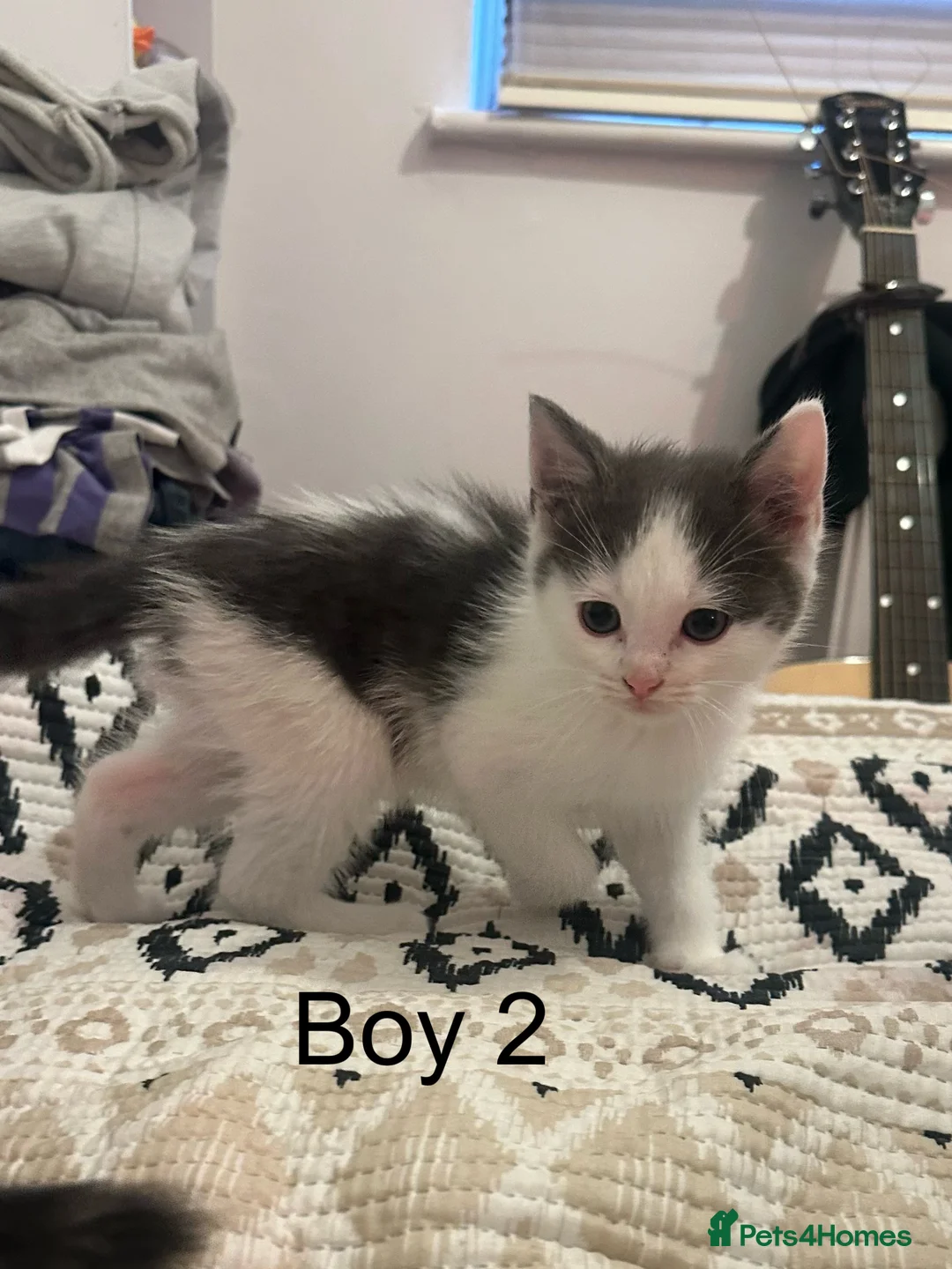 Ragdoll cats for sale: half ragdoll kittens for sale - Advert 3