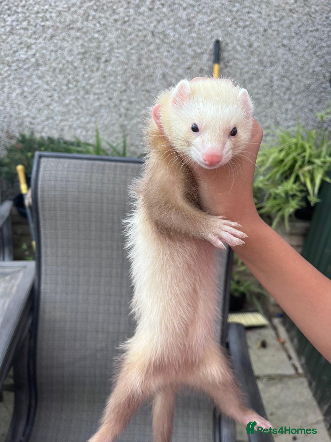 Ferret rodents for sale: Ferret - Image 4