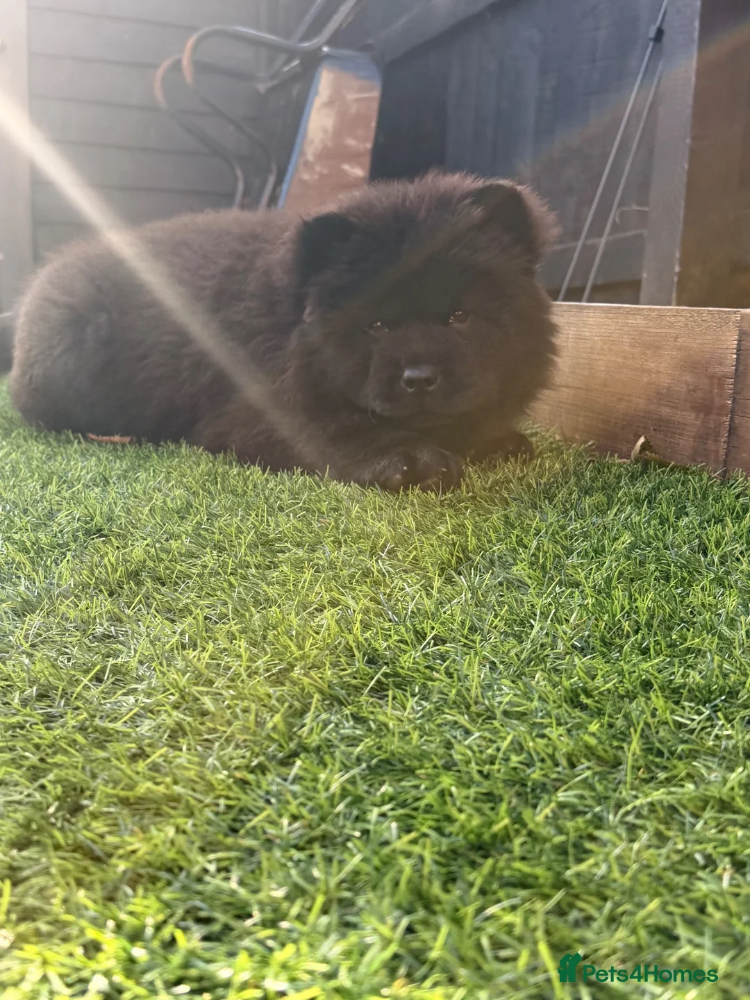 Chow Chow dogs for sale: Chow chow female puppy  in Milton Keynes - Advert 4