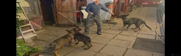 German Shepherd dogs for sale: German shepard in Glasgow - Advert 2