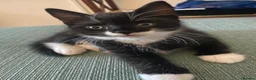 Mixed Breed cats for sale: 3  beautiful kittens - Advert 9