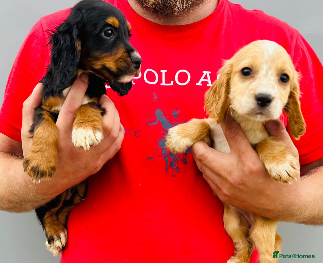 Cocker Spaniel dogs for sale: Beautiful litter of cocker spaniels - Image 5