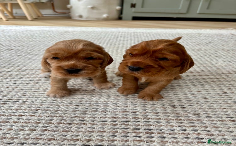 Cocker Spaniel dogs - Advert 8