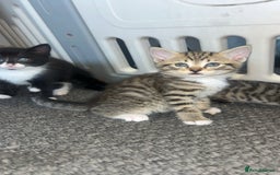 Mixed Breed cats for sale: 3 kittens urgently looking for new home  - Image 13
