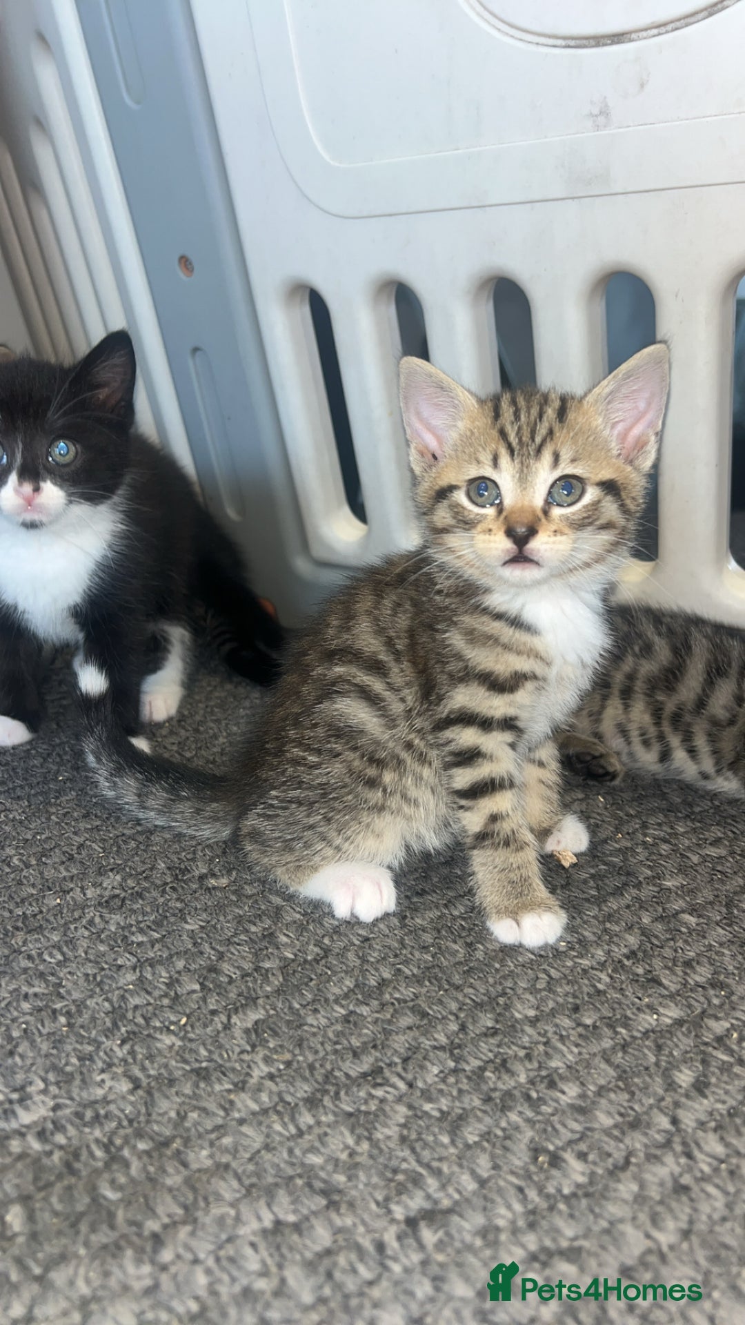Mixed Breed cats for sale: 3 kittens urgently looking for new home  - Image 13