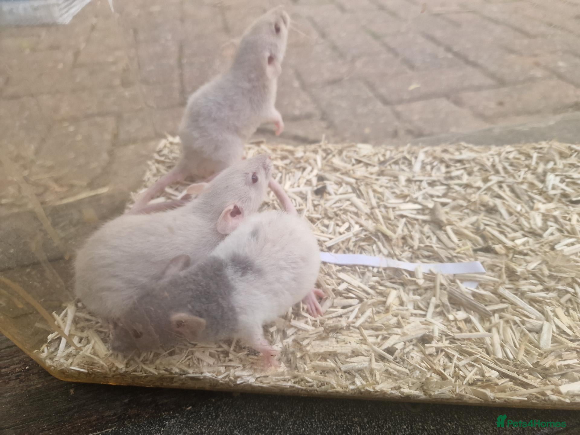 Rat rodents Dwarf and full size rats for sale, Sheffield - Advert 22