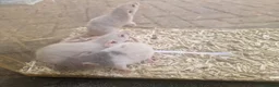 Rat rodents for sale: Dwarf and full size rats for sale, Sheffield - Advert 1