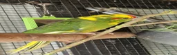 Parrots birds for sale: 5x kakarikis chicks ready now - Advert 8