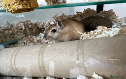 Gerbil rodents for sale: 2 Male Gerbils. OPEN TO OFFERS - Image 6