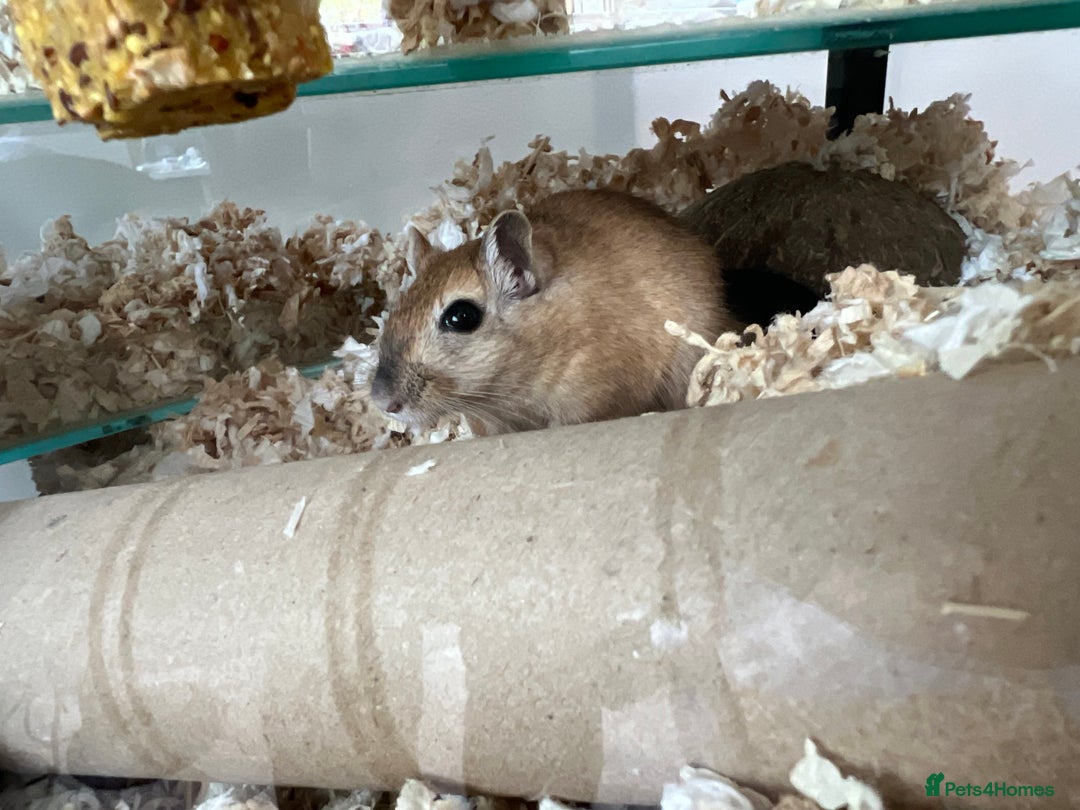 Gerbil rodents for sale: 2 Male Gerbils. OPEN TO OFFERS - Image 6