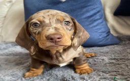 Miniature Dachshund dogs for sale: Chocolate Miniature Wieners pups!! - Image 3