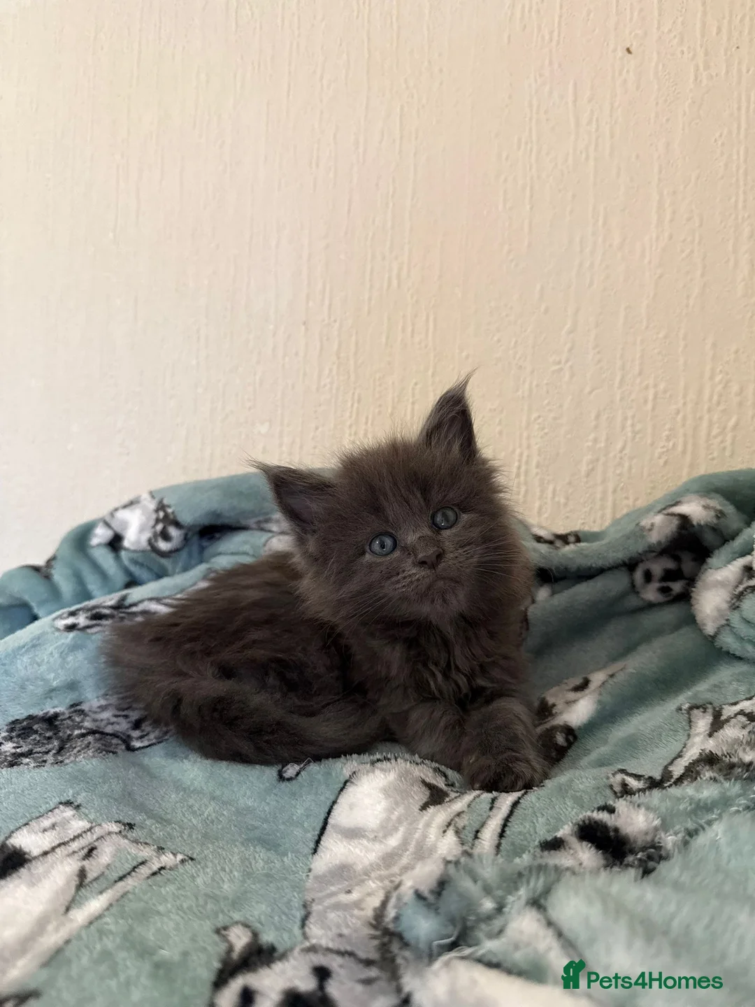 Maine Coon cats for sale: Pedigree Tica Russian Import line Maine Coons - Advert 11