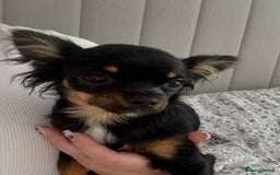 Chihuahua dogs for sale: Tiny 1.2 kg female chihuahua  - Image 4