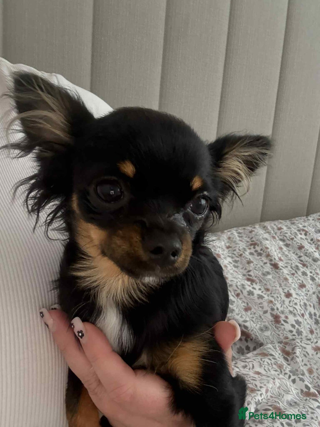 Chihuahua dogs for sale: Tiny 1.2 kg female chihuahua  - Image 4