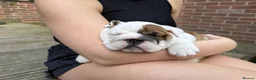 English Bulldog dogs for sale: Champion Line KC Bulldog Puppies Health Tests - Advert 19