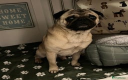 Pug dogs for stud: Brian the ultimate pug for stud only  - Image 8