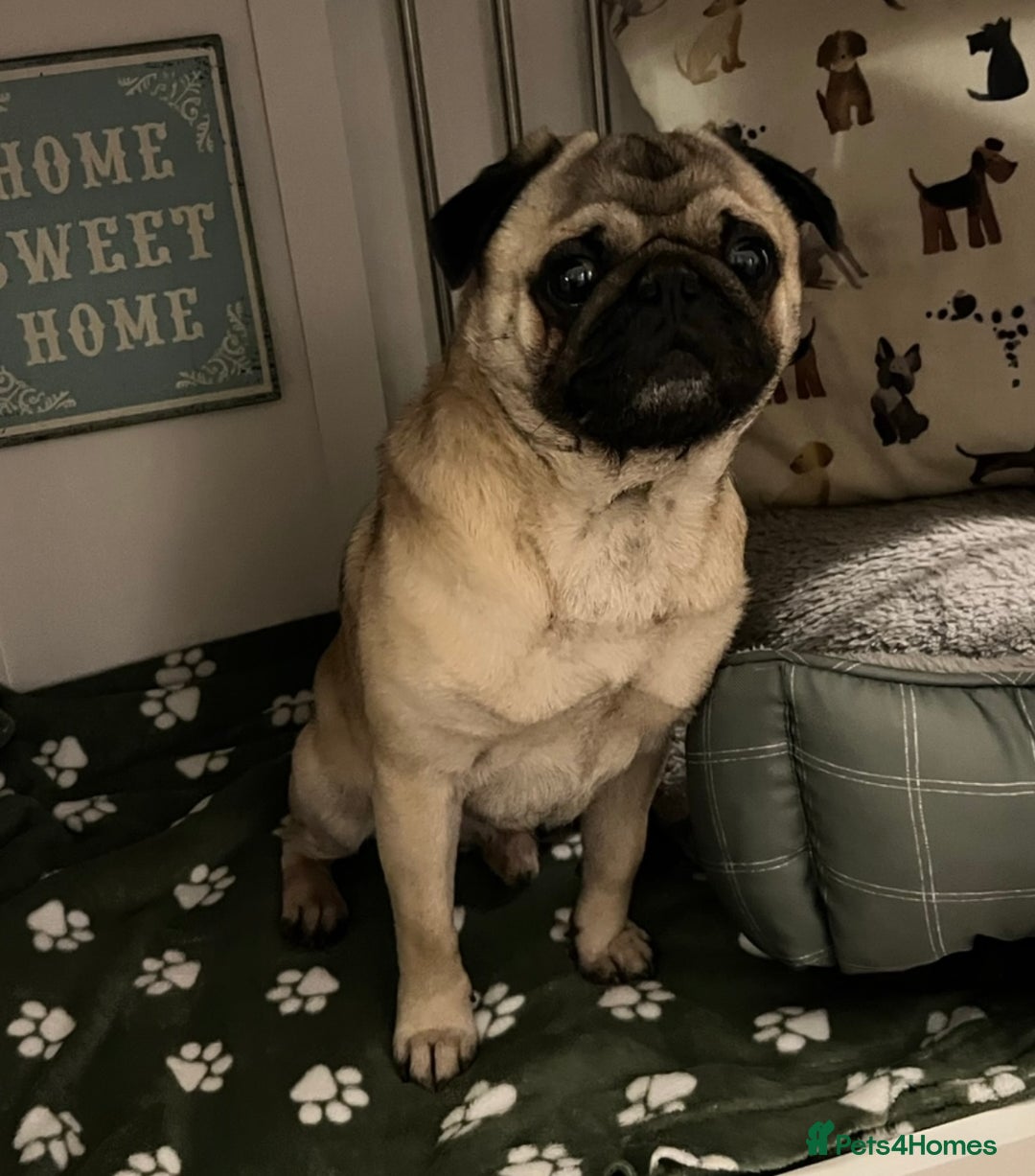 Pug dogs for stud: Brian the ultimate pug for stud only  - Image 8