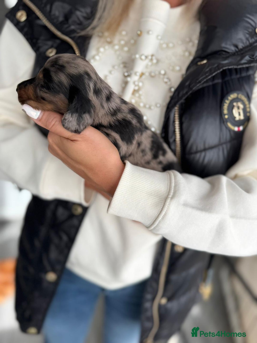 Miniature Dachshund dogs for sale: Miniature long-haired dachshunds - Image 29